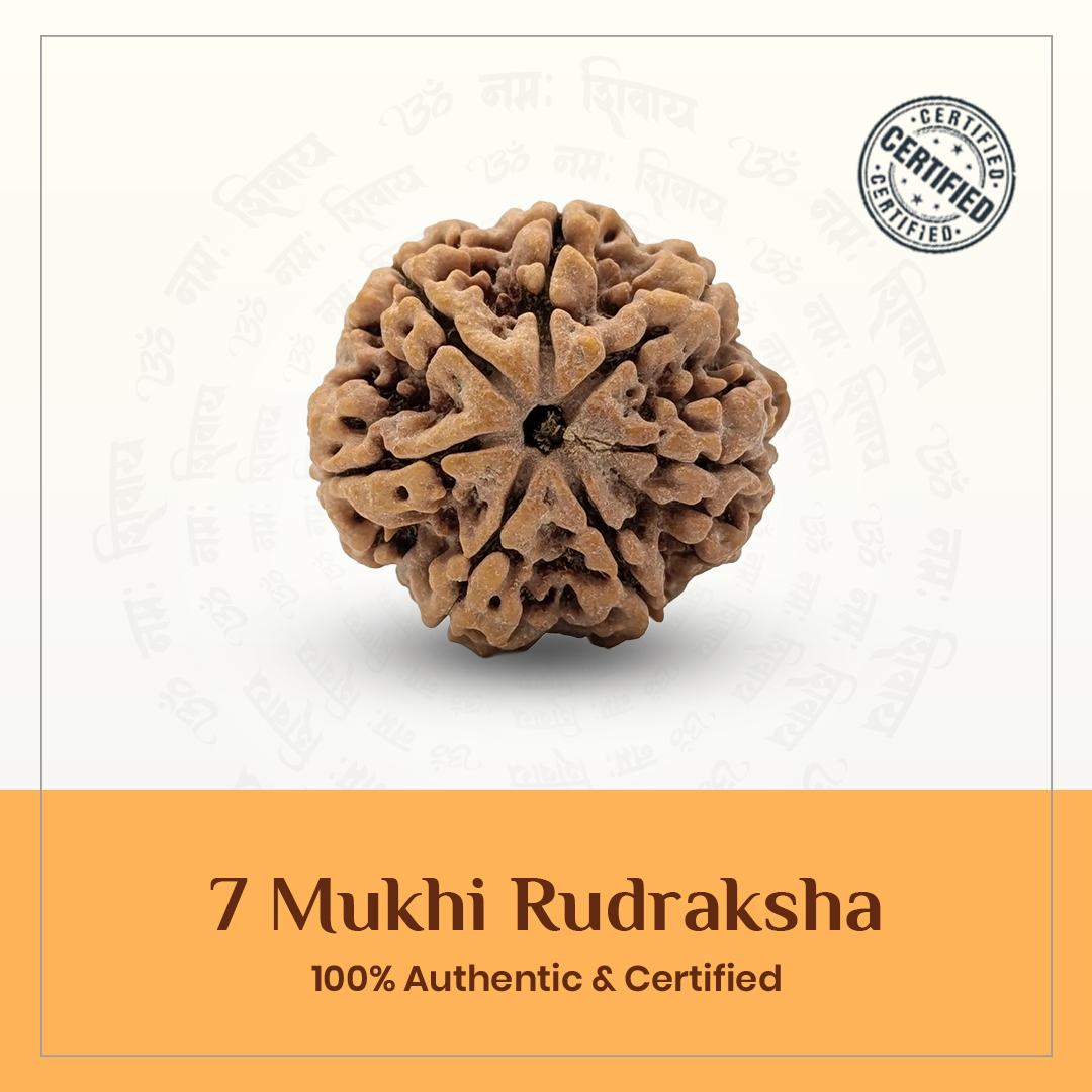 Seven Mukhi Rudraksh