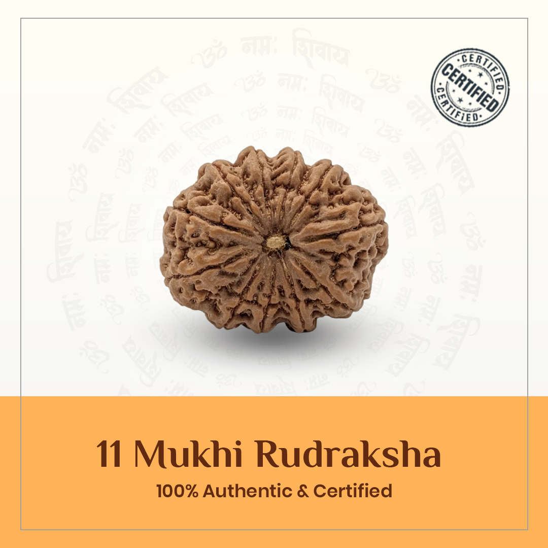 Eleven Mukhi Rudraksh