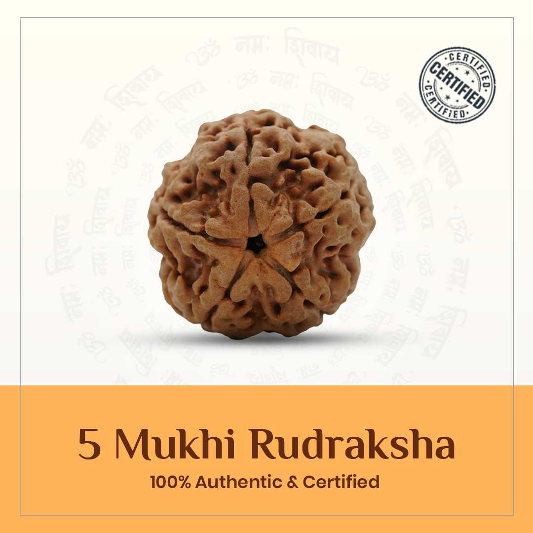 Five Mukhi Rudraksha