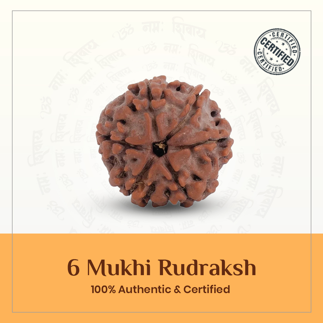 6 Mukhi Rudraksh